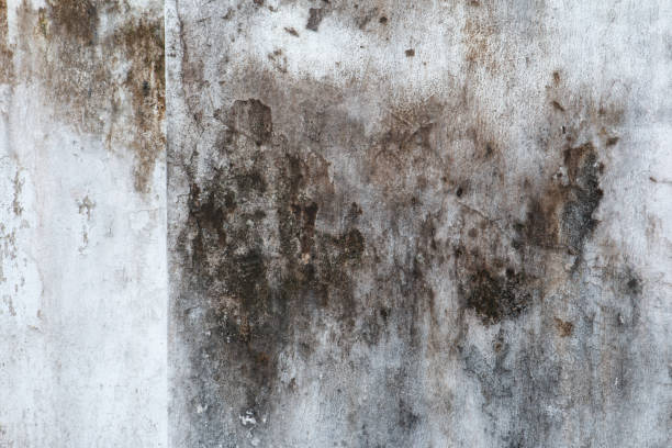Best Commercial Mold Inspection  in Waynesboro, GA