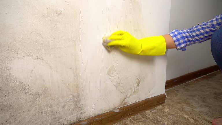 Best Basement Mold Removal  in Waynesboro, GA