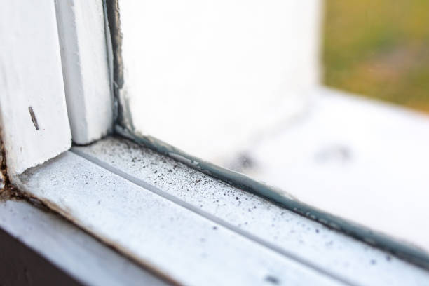 Professional Mold Removal in Waynesboro, GA