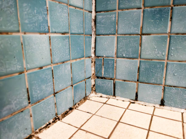 Mold Removal for HVAC Installations in Waynesboro, GA