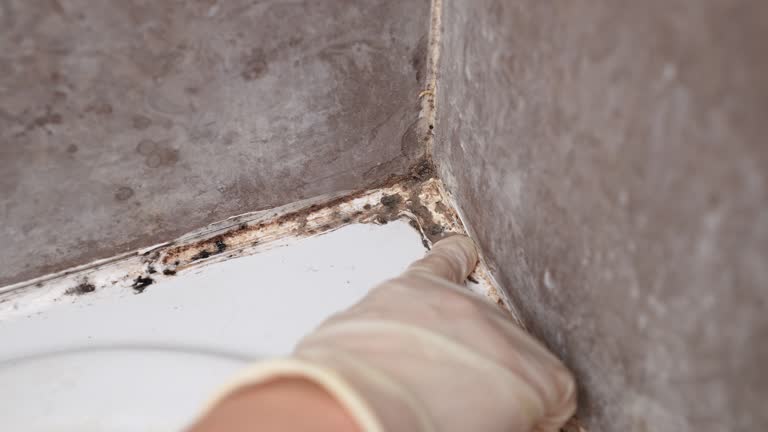 Best Crawl Space Mold Remediation  in Waynesboro, GA