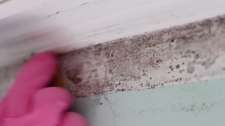 Best Mold Removal for HVAC Installations  in Waynesboro, GA